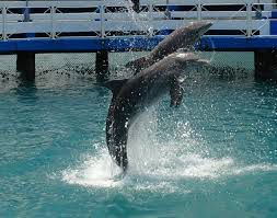 Baño con Delfines (en exclusivo)(Holguín)
